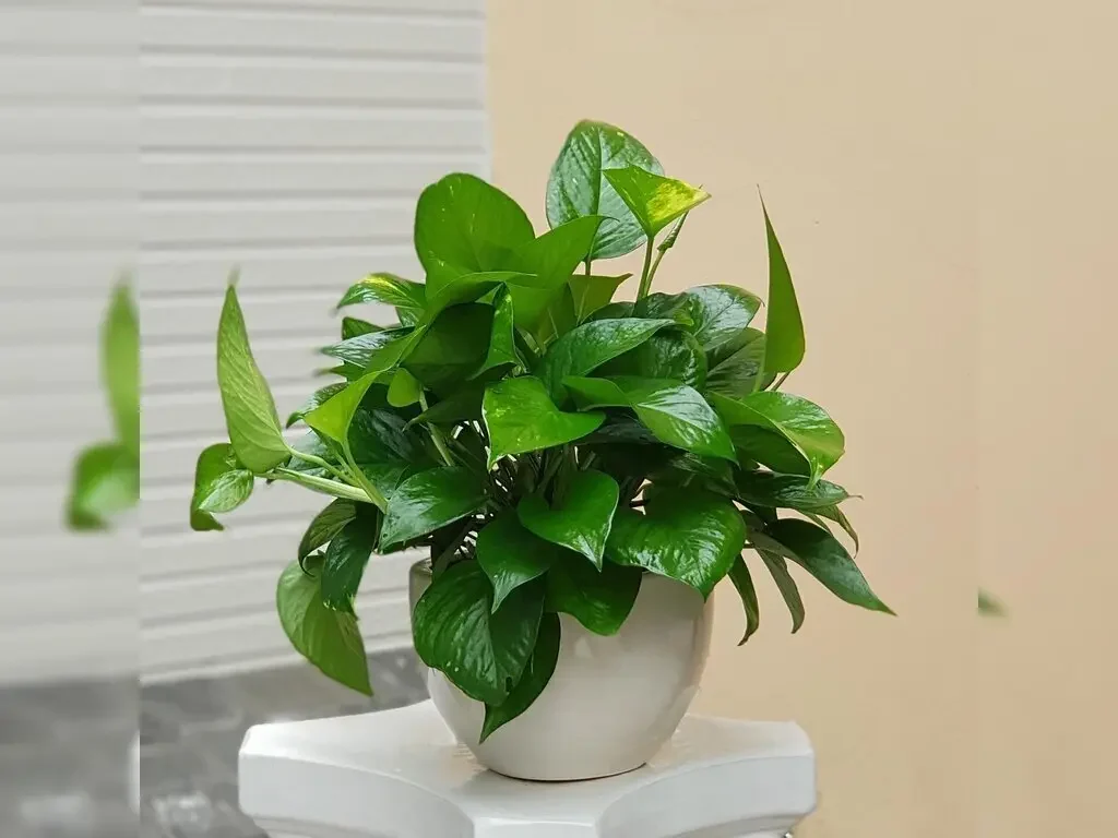 Hình ảnh cây trầu bà trồng trong phòng trọ hợp phong thủy