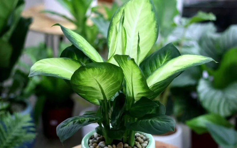 Hình ảnh cây hợp với tuổi thìn